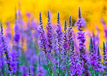 《完蛋我被美女包围前传》售价公布 首发39.6元